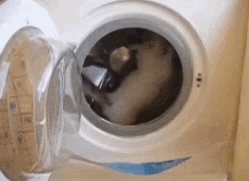 洗濯機 ねこ 面白い 可愛い動物 GIF , LaundryMachine Cat , Discover \u0026 Share GIFs